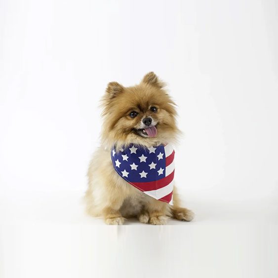 Fluffy dog wearing American flag bandana.